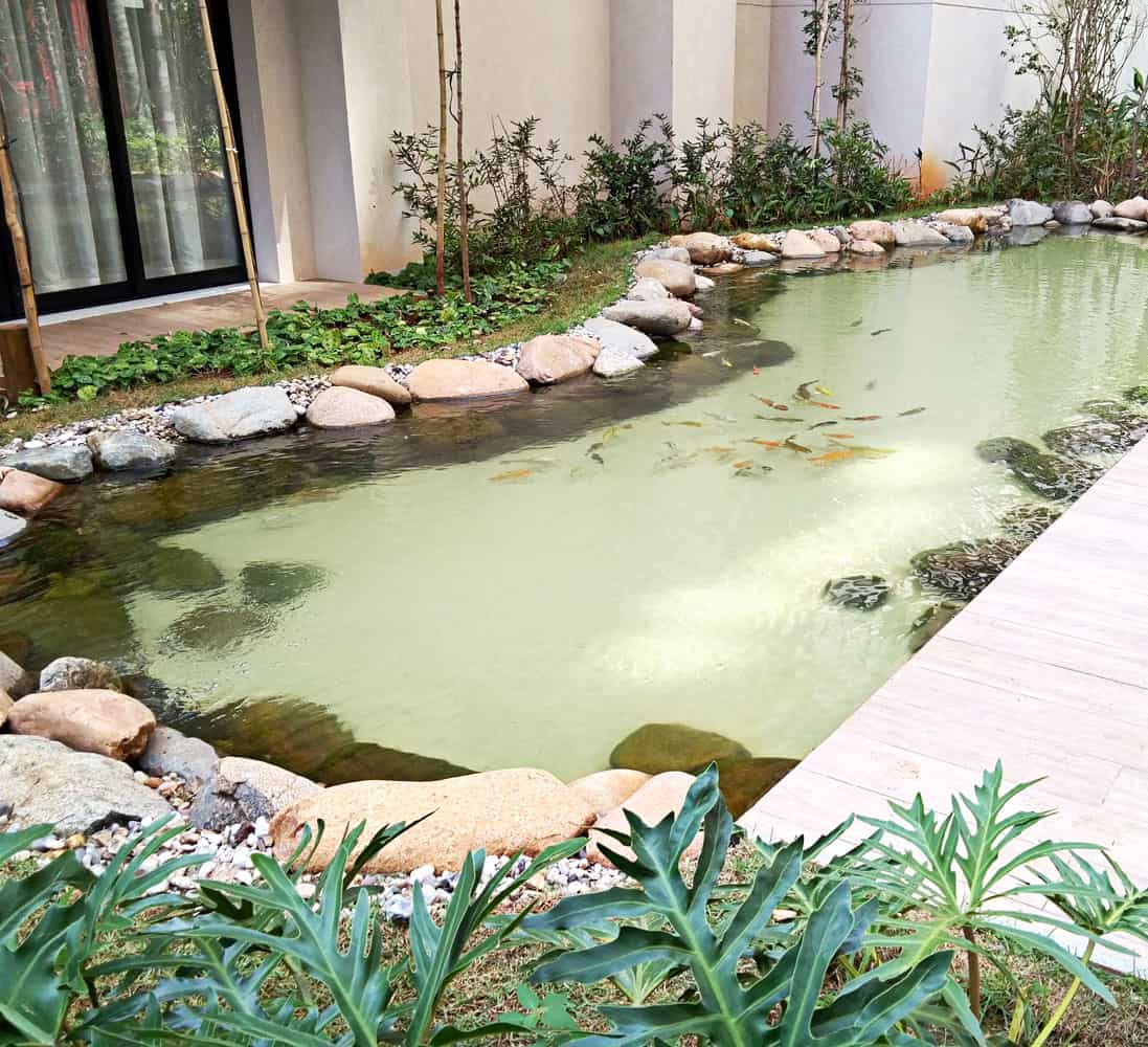 lago ornamental com carpas coloridas